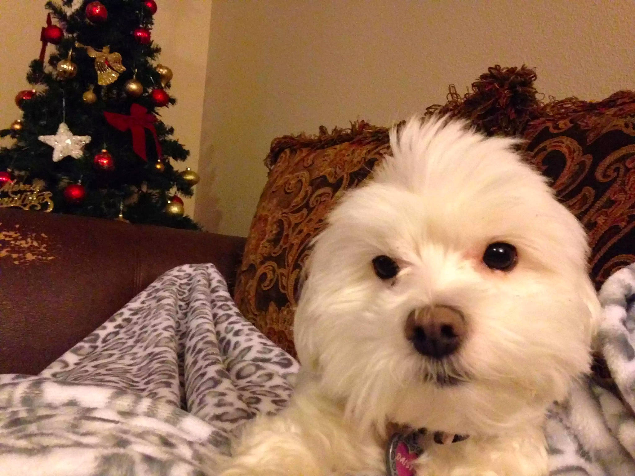 Daisy joined the competition — help win amazing prizes! bichon, bolonka, canidae, carnivore, cavachon, cockapoo, companion_dog, coton_de_tulear, dog, dog_breed, havanese, kyi_leo, maltepoo, maltese, mammal, puppy, puppy_love, shih_tzu, vertebrate, west_highland_white_terrier