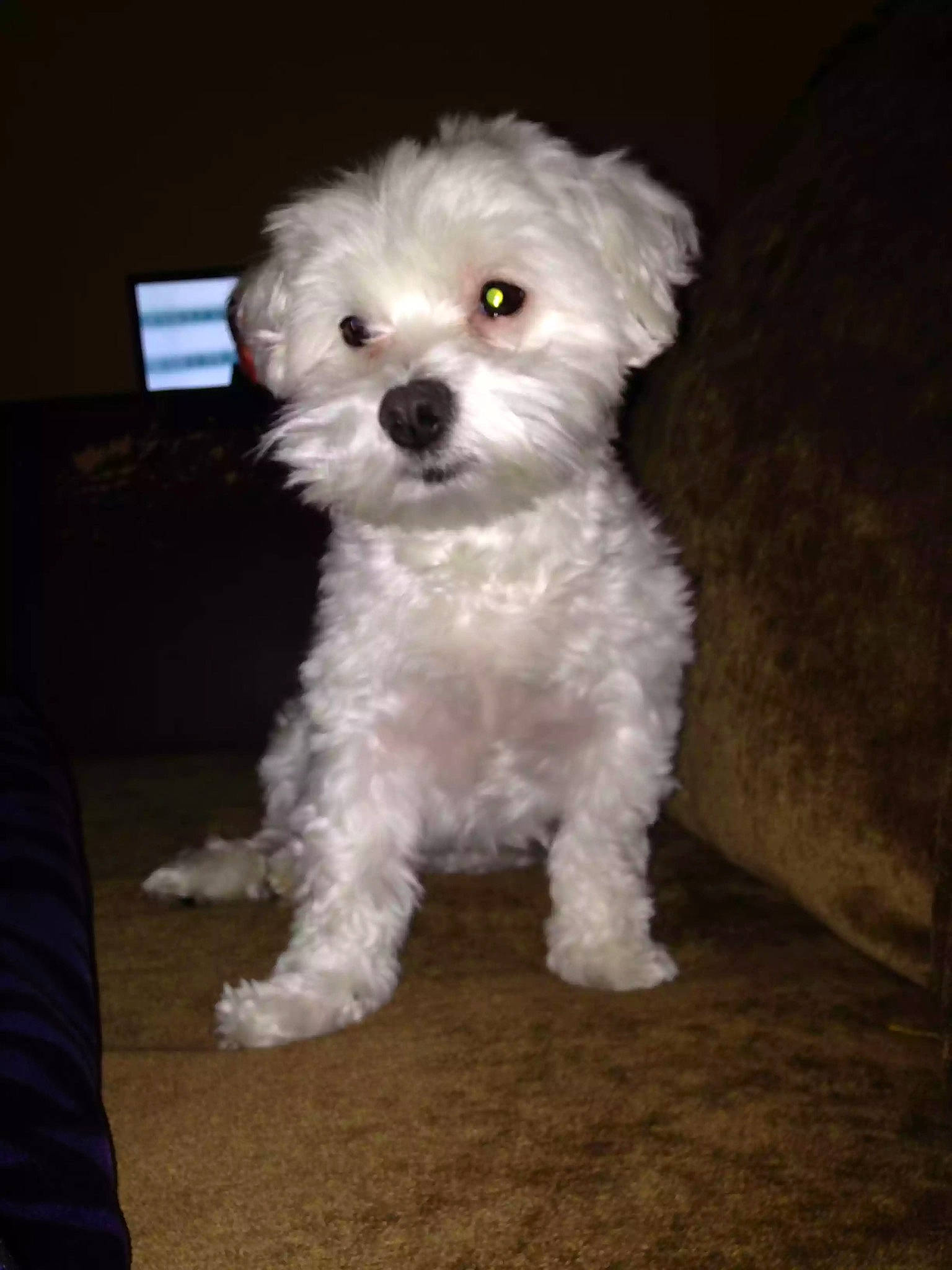 Daisy joined the competition — help win amazing prizes! bichon, bolognese, bolonka, canidae, carnivore, companion_dog, dog, dog_breed, havanese, kyi_leo, maltepoo, maltese, mammal, miniature_poodle, morkie, non_sporting_group, puppy, schnoodle, toy_poodle, vertebrate