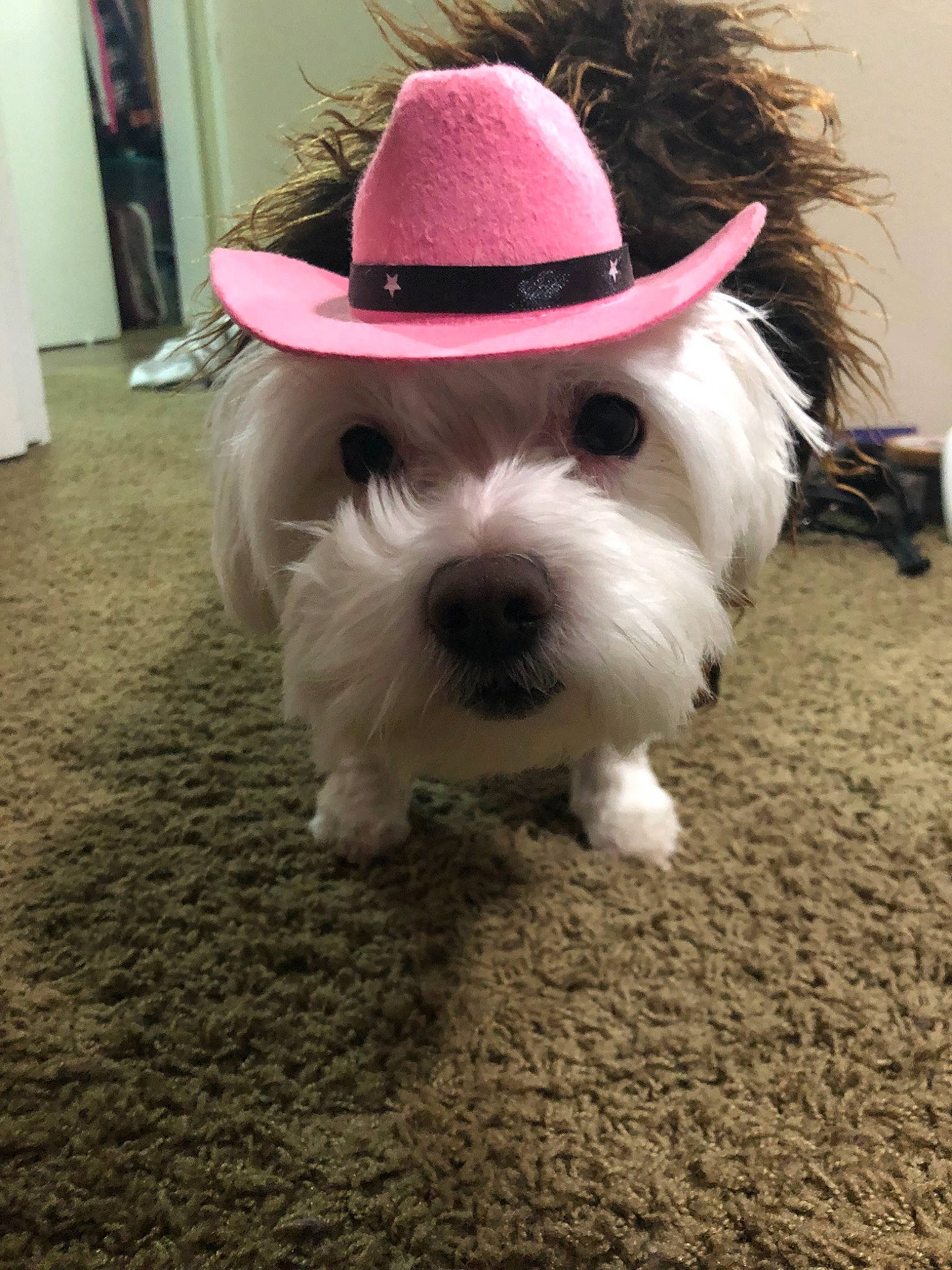 Daisy joined the competition — help win amazing prizes! bichon, canidae, carnivore, companion_dog, dog, dog_breed, ear, hat, headgear, maltepoo, maltese, mammal, puppy, puppy_love, rare_breed_dog, shih_tzu, snout, toy_dog, vertebrate, west_highland_white_terrier