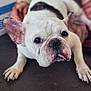 animal, black_markings, canine, closeup, cute, dog, domestic_animal, ears, expression, face, floor, french_bulldog, indoor, looking_up, lying_down, mammal, paw, pet, tongue_out, white_dog