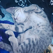 Roo is registered to the contest to win money with this photo: animal, blanket, cat, comfort, cozy, curled_up, cute, cute_pet, domestic_cat, feline, fur, gray_tabby, indoor, kitten, nap, pet, resting, sleeping, soft, young_cat