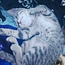 animal, blanket, cat, comfort, cozy, curled_up, cute, cute_pet, domestic_cat, feline, fur, gray_tabby, indoor, kitten, nap, pet, resting, sleeping, soft, young_cat