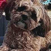 Emma is registered to the contest to win money with this photo: animal, canine, closeup, companion, curious, cute, daylight, dog, fluffy, friendly, fur, nature, outdoor, pet, portrait, relaxed, sky, small_dog, tree, wood