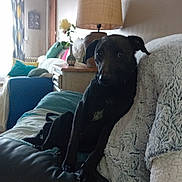 Tom participe au concours pour gagner de l'argent avec cette photo : dog, black_dog, couch, blanket, lamp, vase, flower, cushion, curtains, living_room, furniture, indoor, pet, relaxed, cozy, home, decor, wooden_furniture, soft_lighting, resting