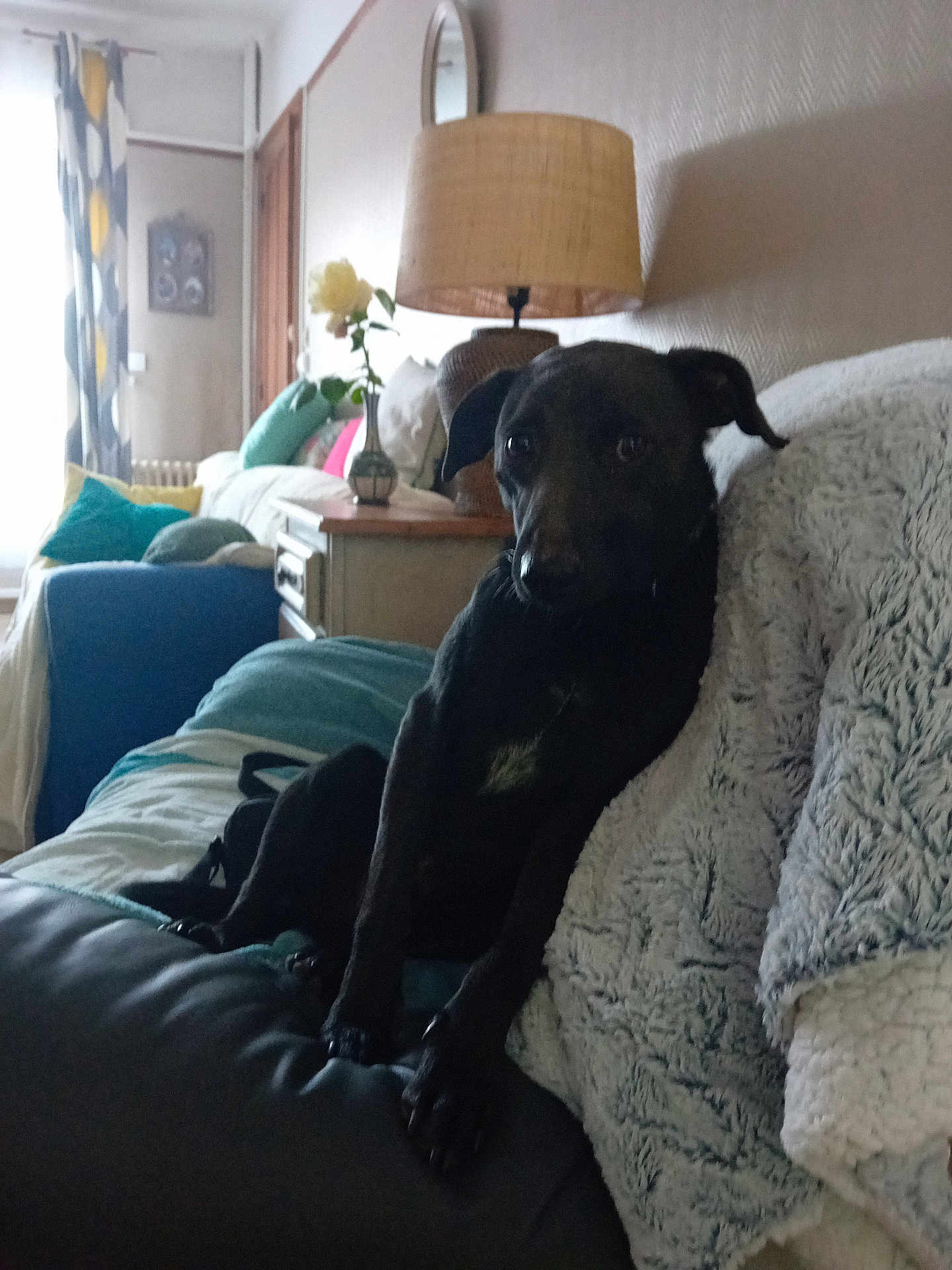 Tom participe au concours pour gagner de l'argent avec cette photo : dog, black_dog, couch, blanket, lamp, vase, flower, cushion, curtains, living_room, furniture, indoor, pet, relaxed, cozy, home, decor, wooden_furniture, soft_lighting, resting
