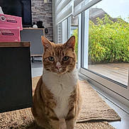 Le Gros participe au concours pour gagner de l'argent avec cette photo : blinds, cardboard_boxes, cat, cozy, domestic, feline, floor, glass_door, greenery, home, indoor, natural_light, orange_cat, pet, plants, rug, sitting, television, white_cat, window