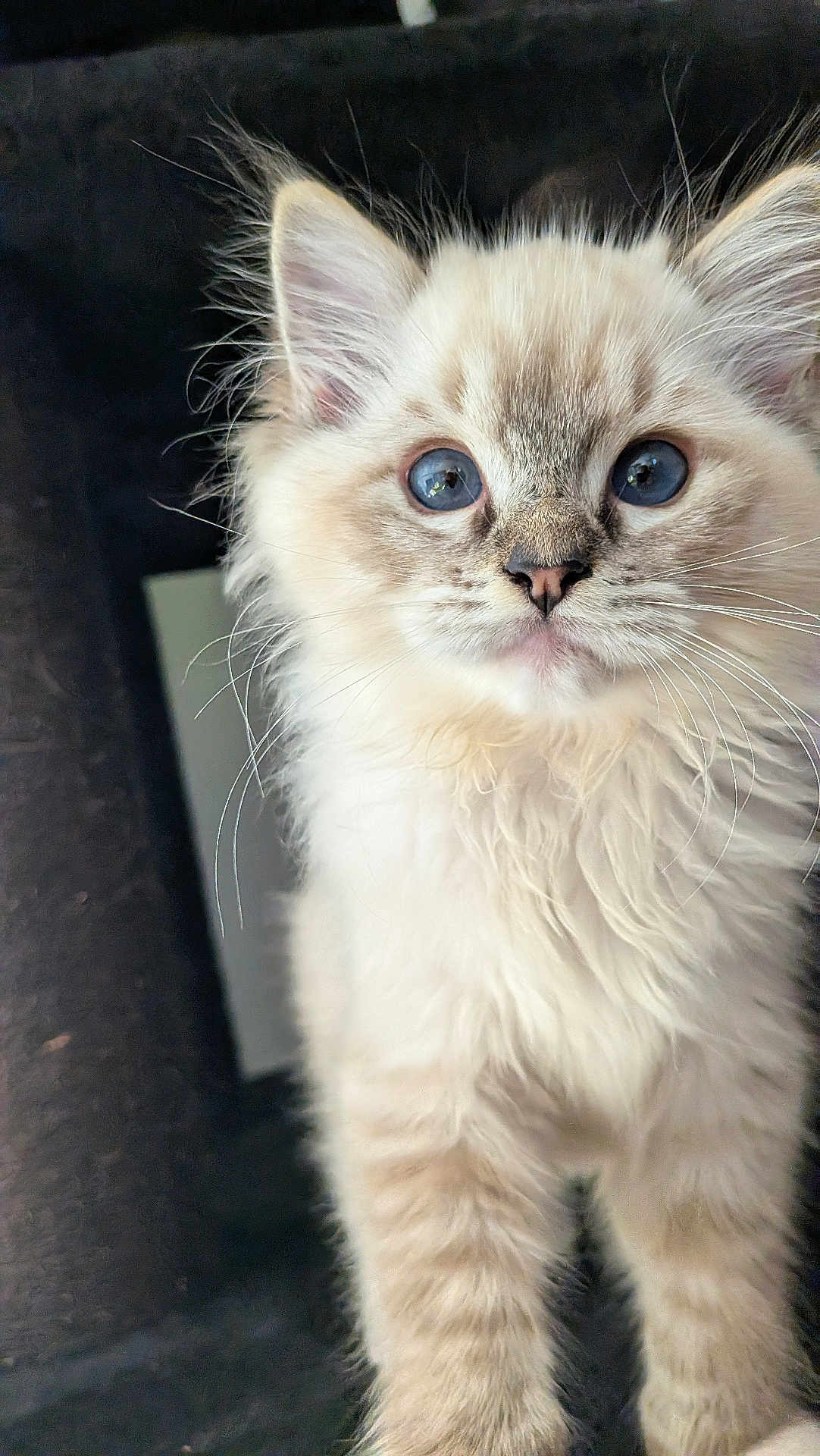 Aragom participe au concours pour gagner de l'argent avec cette photo : kitten, cat, blue_eyes, fluffy, fur, whiskers, cute, pet, animal, closeup, portrait, curious, indoor, soft_light, young, feline, small, adorable, domestic_cat, mammal