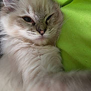 Aragom a rejoint le concours — aidez-le/la à gagner de superbes lots ! adorable, animal, cat, closeup, cozy, cute, feline, fluffy, fur, green_cushion, indoor, kitten, pet, portrait, relaxed, resting, sleepy, soft, whiskers, young