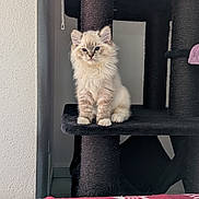 Aragom participe au concours pour gagner de l'argent avec cette photo : cat, kitten, cat_tree, indoor, furniture, blanket, pattern, fishbone_pattern, curious, fluffy, light_colored, pet, animal, sitting, calm, cozy, home, wall, carpeted, portrait