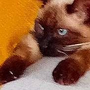 Pepette a rejoint le concours — aidez-le/la à gagner de superbes lots ! cat, siamese_cat, blue_eyes, paws, close_up, resting, yellow_background, white_surface, feline, pet, animal, fur, whiskers, indoor, cute, mammal, blurred, soft_focus, relaxed, domestic