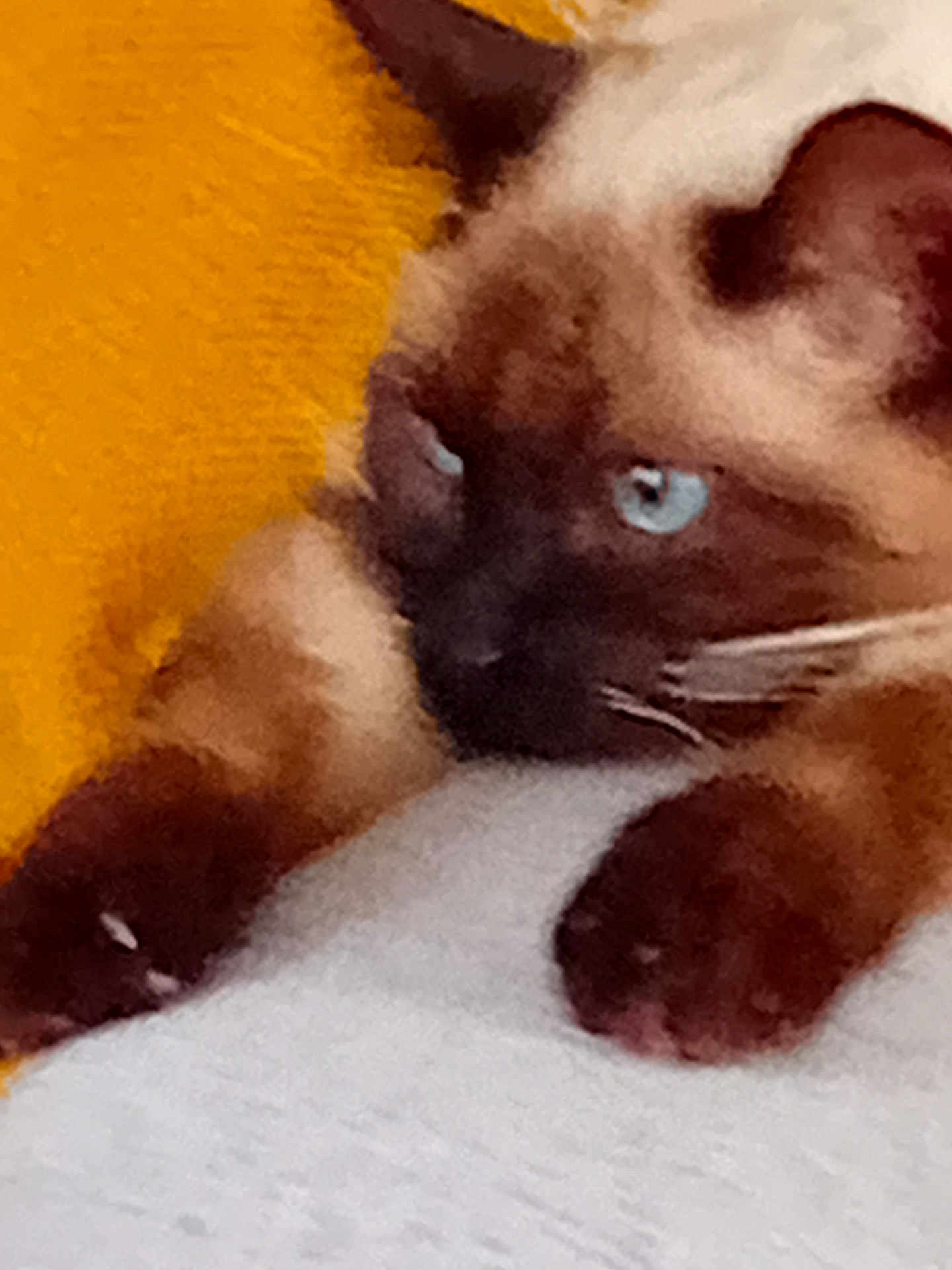 Pepette a rejoint le concours — aidez-le/la à gagner de superbes lots ! cat, siamese_cat, blue_eyes, paws, close_up, resting, yellow_background, white_surface, feline, pet, animal, fur, whiskers, indoor, cute, mammal, blurred, soft_focus, relaxed, domestic