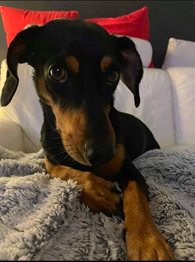 Happy a rejoint le concours — aidez-le/la à gagner de superbes lots ! beauceron, black_and_tan_terrier, canidae, carnivore, dog, dog_breed, fawn, german_pinscher, guard_dog, huntaway, hunting_dog, mammal, manchester_terrier, miniature_pinscher, pinscher, puppy, smaland_hound, snout, toy_manchester_terrier, vertebrate