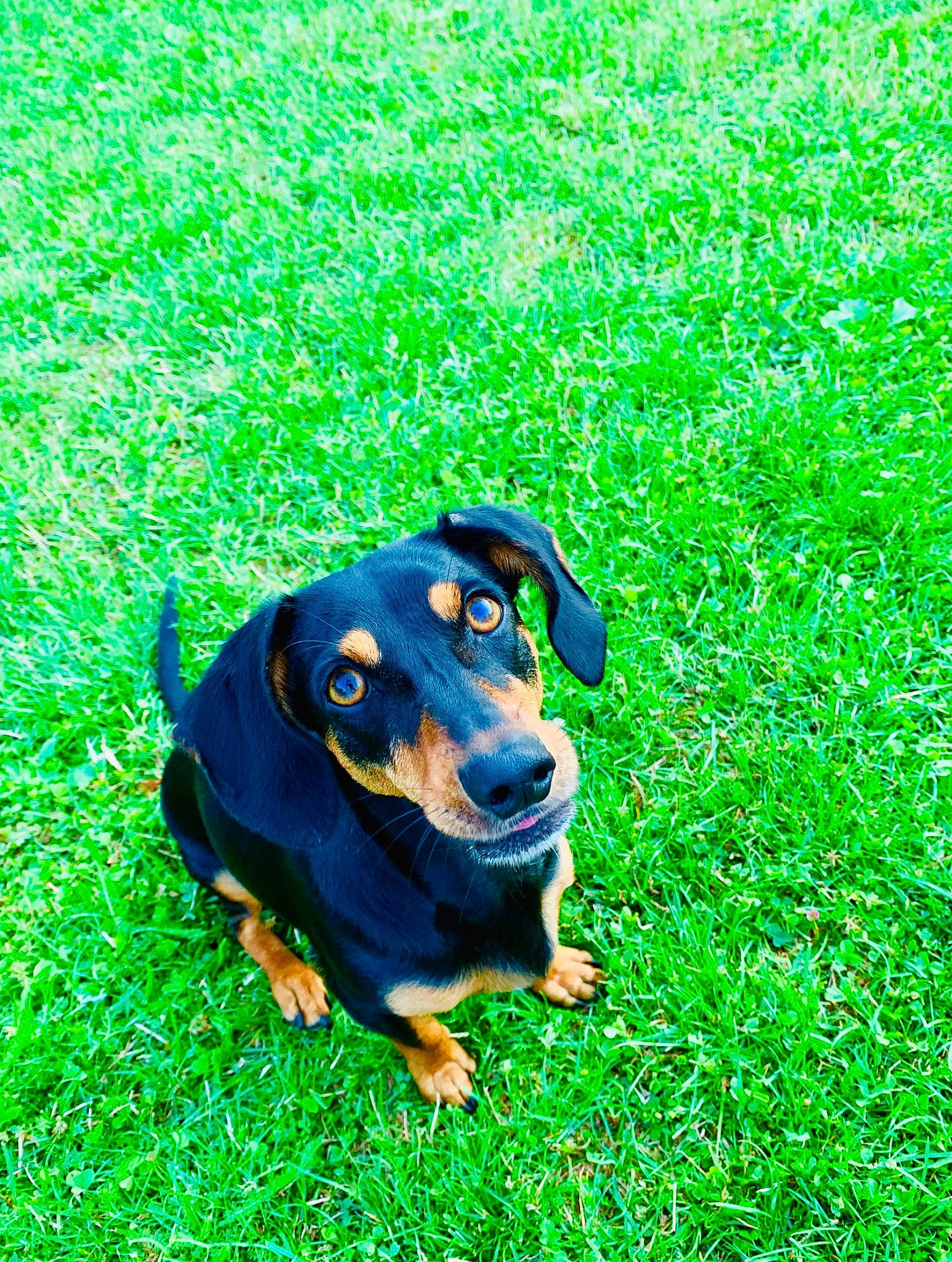 Happy participe au concours pour gagner de l'argent avec cette photo : austrian_black_and_tan_hound, black_and_tan_terrier, canidae, carnivore, dachshund, dog, dog_breed, grass, mammal, miniature_pinscher, pinscher, plant, puppy, smaland_hound, vertebrate