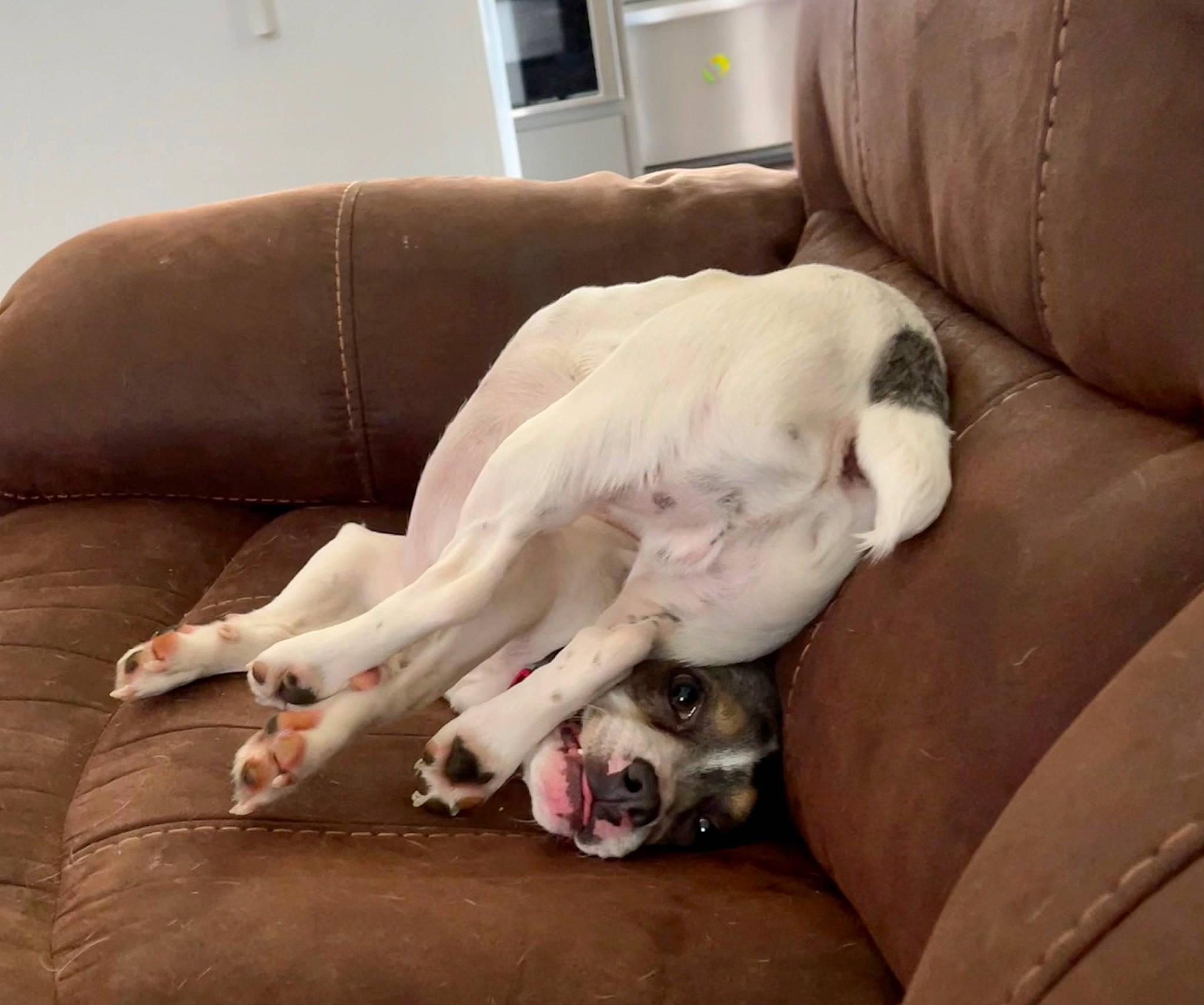 Joey is registered to the contest to win money with this photo: canidae, carnivore, comfort, companion_dog, couch, dog, dog_breed, fawn, guard_dog, non_sporting_group, paw, pet_supply, snout, sporting_group, tail, terrestrial_animal, toy_dog, window, working_animal