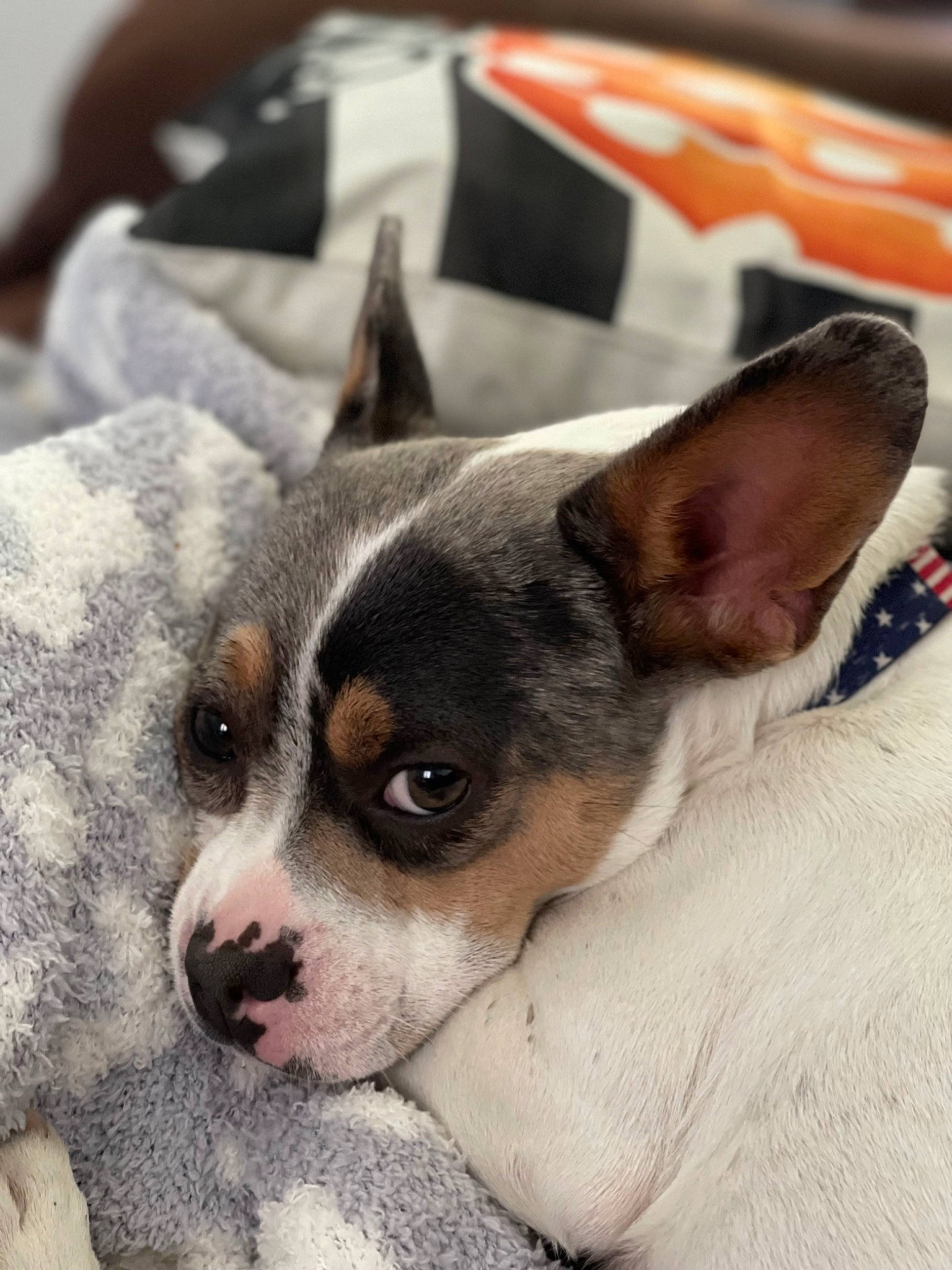 Joey joined the competition — help win amazing prizes! bored, canidae, carnivore, chihuahua, comfort, companion_dog, corgi_chihuahua, dog, dog_breed, ear, fawn, fur, paw, snout, sporting_group, terrestrial_animal, terrier, toy_dog, whiskers, working_animal
