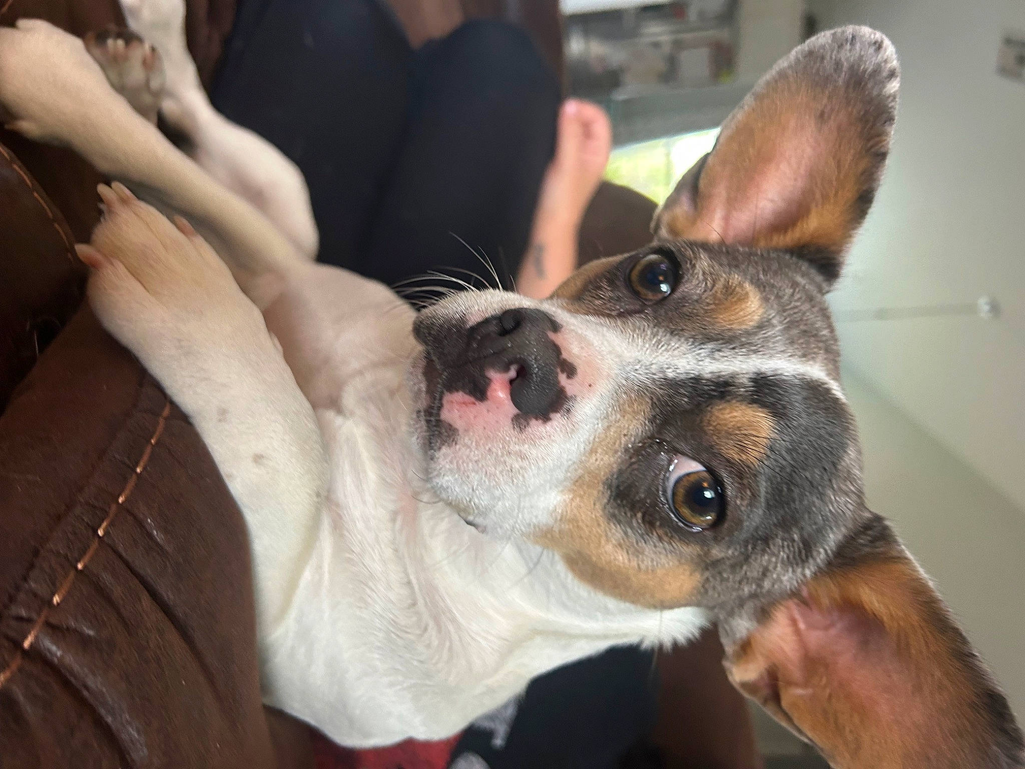 Joey is registered to the contest to win money with this photo: canidae, carnivore, chilean_fox_terrier, collar, companion_dog, dog, dog_breed, ear, fawn, fur, gesture, non_sporting_group, paw, puppy, snout, sporting_group, toy_dog, whiskers, working_animal, working_dog