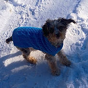 Raymond joined the competition — help win amazing prizes! dog, blue_sweater, snow, outdoor, pet, fur, winter, canine, small_dog, animal, cold, playful, curious, ears, knitwear, walking, daylight, nature, cute, fluffy