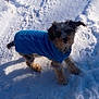 dog, blue_sweater, snow, outdoor, pet, fur, winter, canine, small_dog, animal, cold, playful, curious, ears, knitwear, walking, daylight, nature, cute, fluffy