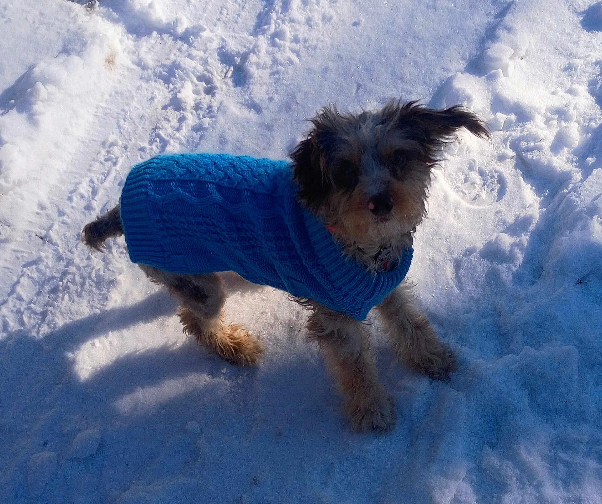 Raymond joined the competition — help win amazing prizes! dog, blue_sweater, snow, outdoor, pet, fur, winter, canine, small_dog, animal, cold, playful, curious, ears, knitwear, walking, daylight, nature, cute, fluffy