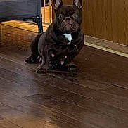 Coco joined the competition — help win amazing prizes! dog, french_bulldog, indoor, wooden_floor, baby_gate, pet, animal, brown_dog, flooring, alert, sitting, ears_up, white_patch, canine, companion, domestic, looking, pet_indoor, floor, house