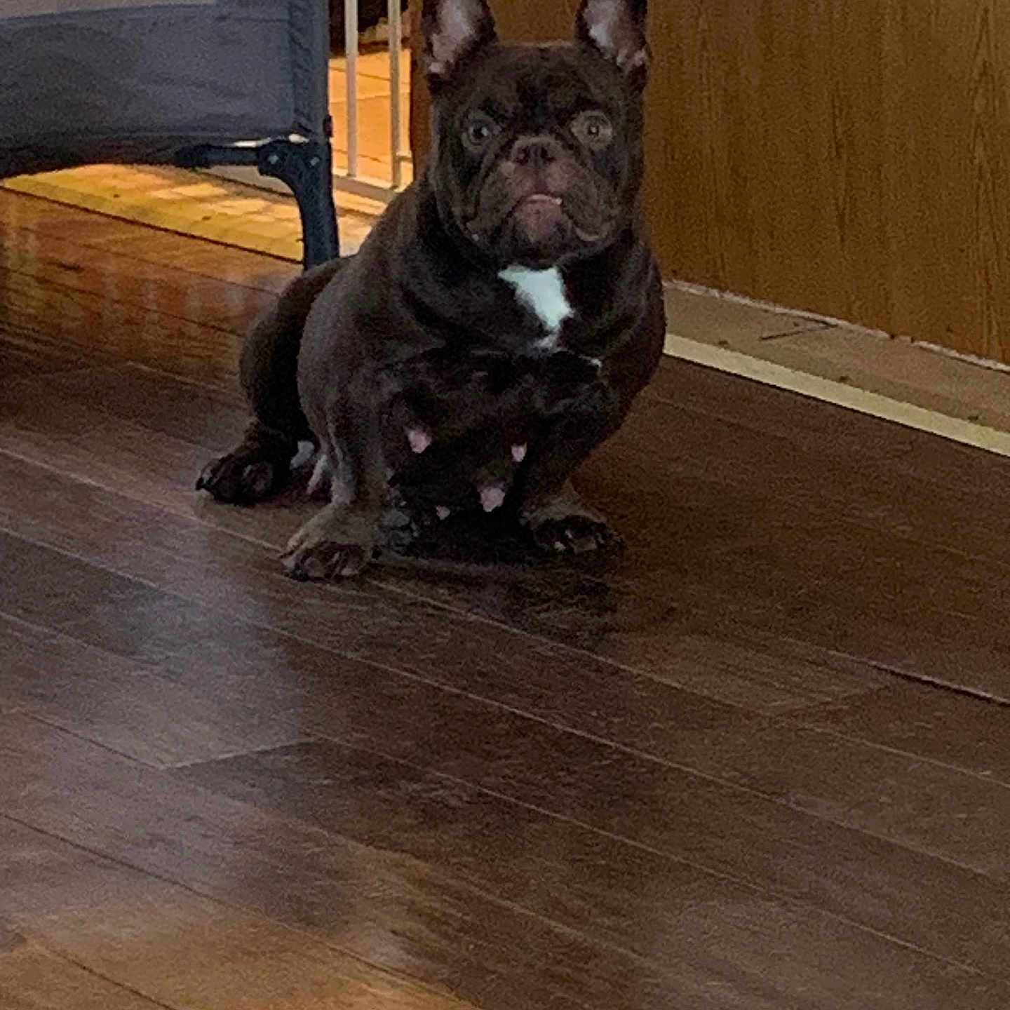 Coco joined the competition — help win amazing prizes! alert, animal, baby_gate, brown_dog, canine, companion, dog, domestic, ears_up, floor, flooring, french_bulldog, house, indoor, looking, pet, pet_indoor, sitting, white_patch, wooden_floor