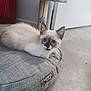 kitten, cat, siamese, pet_bed, indoor, floor, curious, animal, feline, cute, young, fur, blue_eyes, relaxing, cozy, home, pet_accessory, gray, soft, lounging