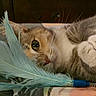 animal, bed, cat, closeup, curious, cute, domestic_cat, eyes, feathers, feline, fur, indoor, paws, pet, playing, relaxed, resting, soft, toy, whiskers