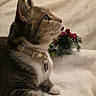 Kitkat is registered to the contest to win money with this photo: alert, berries, blanket, cat, collar, cozy, cute, domestic_animal, feline, fur, holiday_decoration, indoor, pet, pine_needles, profile, resting, soft_texture, tabby, whiskers, white_paw