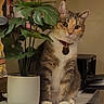 cat, collar, curious, cute, domestic_animal, feline, fur, green_leaves, houseplant, indoor, pet, plant, potted_plant, printer, sitting, tabby, table, tag, whiskers, white_paws