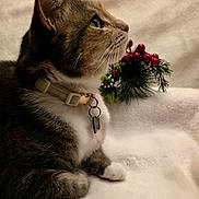 Kitkat is registered to the contest to win money with this photo: animal, cat, closeup, collar, cozy, domestic_cat, feline, fur, green_eyes, holiday_decoration, indoor, paws, pet, pine_needles, red_berries, resting, side_profile, soft_blanket, tabby_cat, whiskers