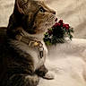 animal, cat, closeup, collar, cozy, domestic_cat, feline, fur, green_eyes, holiday_decoration, indoor, paws, pet, pine_needles, red_berries, resting, side_profile, soft_blanket, tabby_cat, whiskers