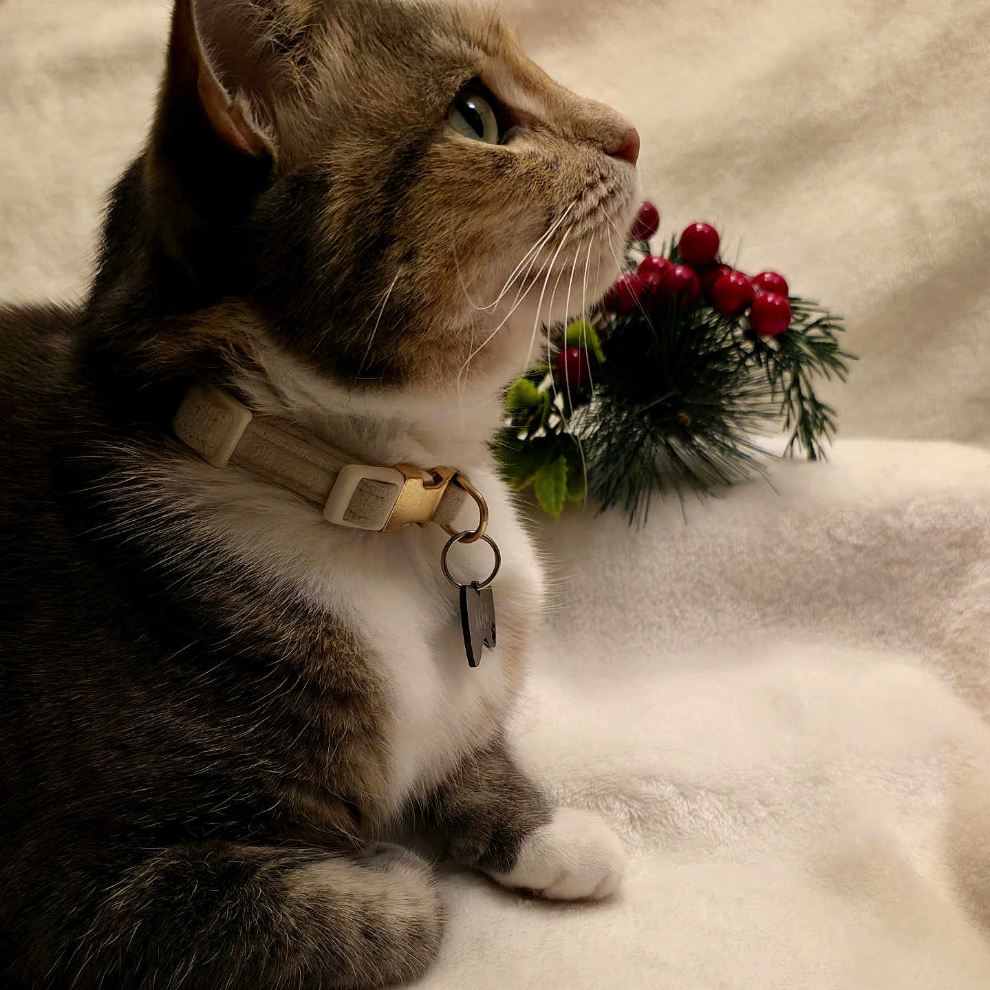 Kitkat is registered to the contest to win money with this photo: animal, cat, closeup, collar, cozy, domestic_cat, feline, fur, green_eyes, holiday_decoration, indoor, paws, pet, pine_needles, red_berries, resting, side_profile, soft_blanket, tabby_cat, whiskers