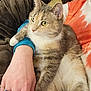 cat, cat_face, feline, pet, green_eyes, whiskers, fur, paw, human_hand, rings, jewelry, blanket, couch, lap, tie_dye_shirt, orange_shirt, relaxed, indoor, portrait, domestic_animal