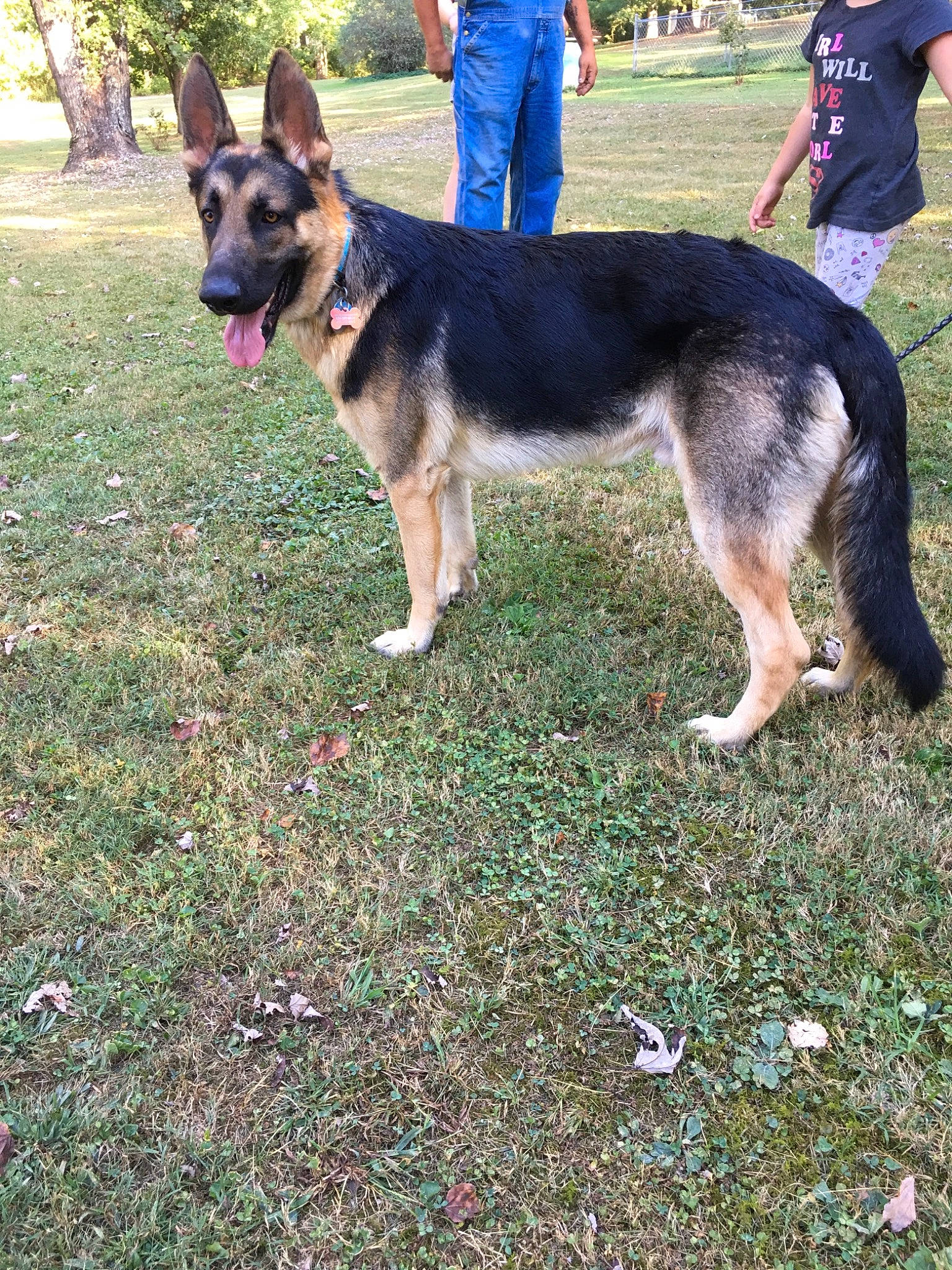 Diesel joined the competition — help win amazing prizes! belgian_shepherd_malinois, canidae, carnivore, dog, dog_breed, east_european_shepherd, german_shepherd_dog, king_shepherd, kunming_wolfdog, mammal, old_german_shepherd_dog, rare_breed_dog, shiloh_shepherd_dog, snout, sporting_group, vertebrate, wolfdog, working_dog