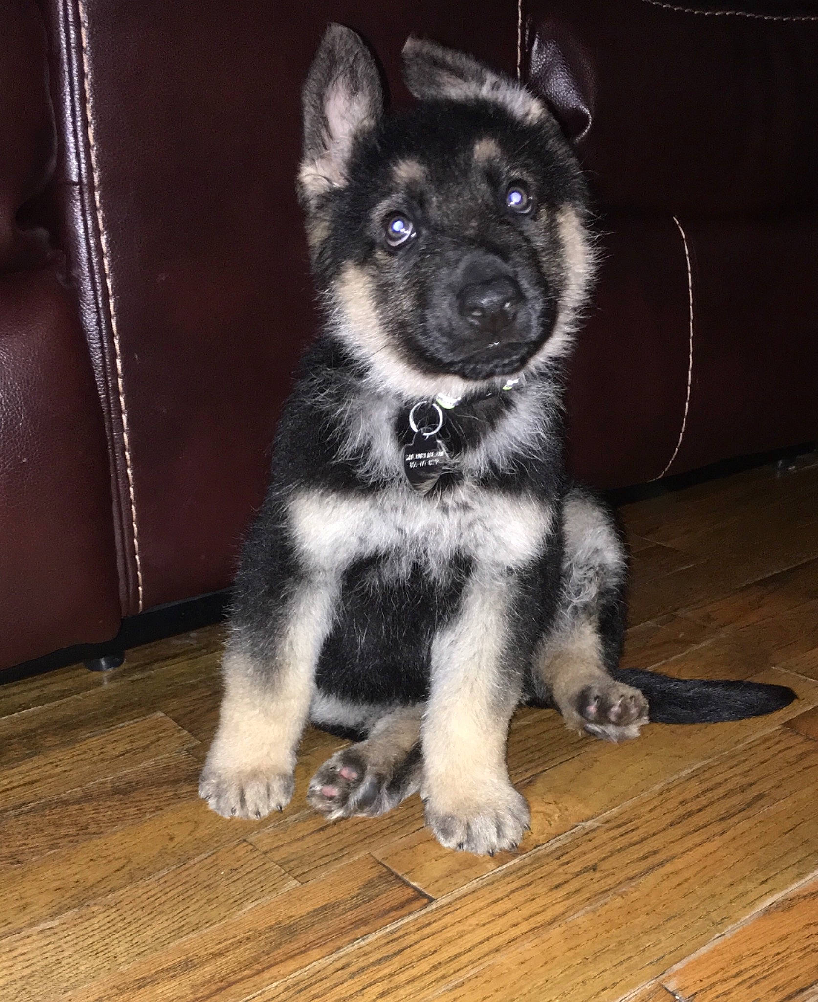 Diesel is registered to the contest to win money with this photo: black_norwegian_elkhound, canidae, carnivore, dog, dog_breed, east_european_shepherd, fawn, jamthund, lapponian_herder, mammal, native_american_indian_dog, norwegian_elkhound, puppy, rare_breed_dog, siberian_husky, snout, tamaskan_dog, vertebrate, wolfdog