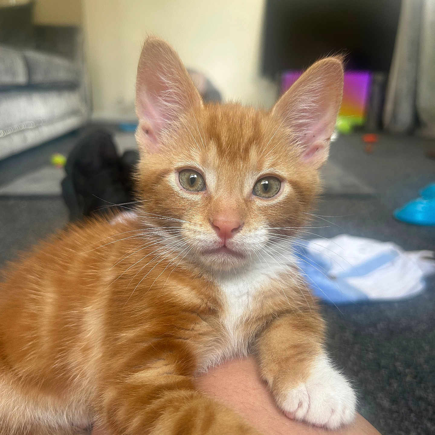 Bob joined the competition — help win amazing prizes! animal, blurred_background, carpet, cat, close_up, curious, cute, domestic_animal, ears, furry, indoor, kitten, living_room, orange_tabby, paw, pet, sofa, television, whiskers, white_paws