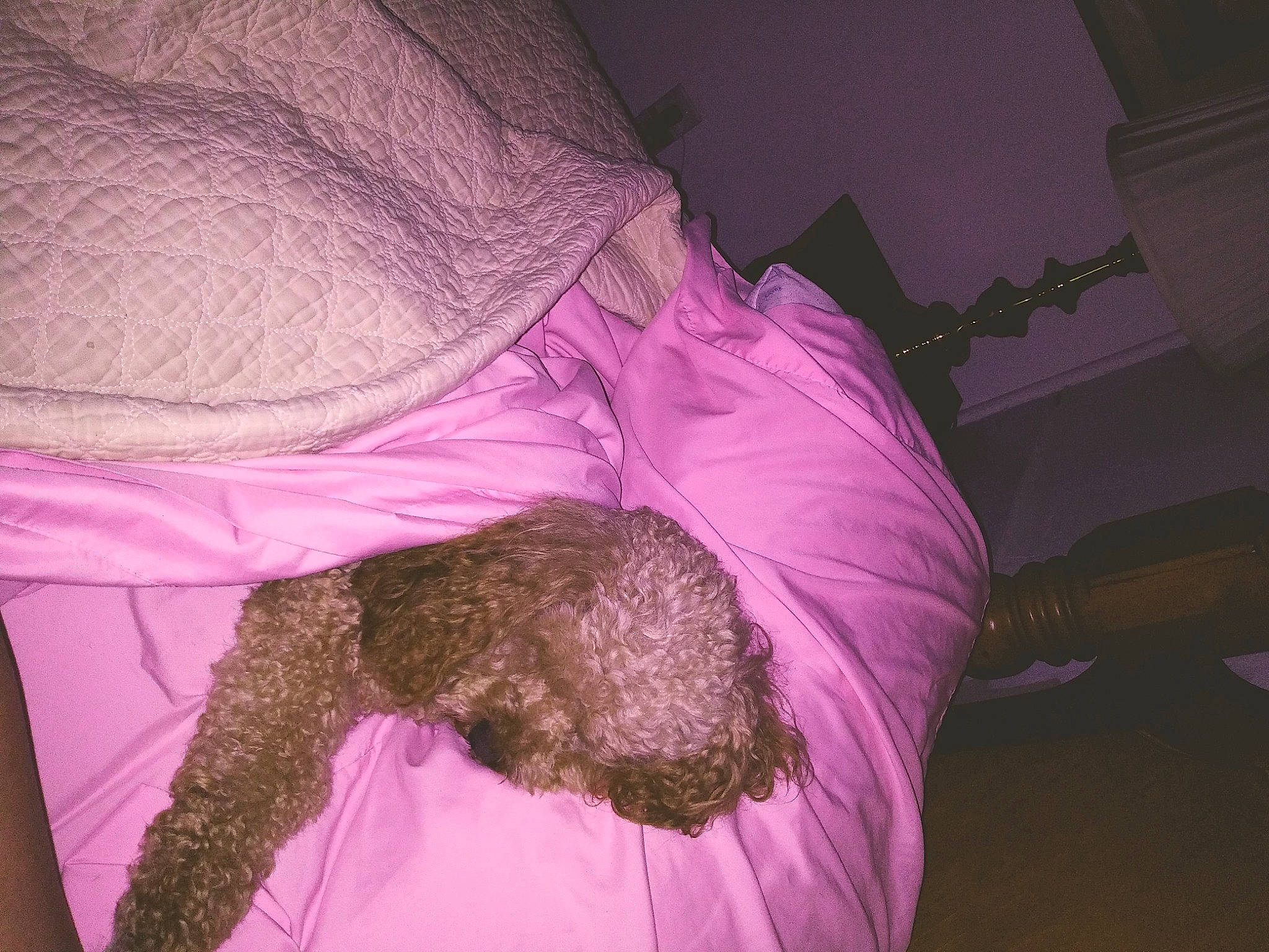 Odin is registered to the contest to win money with this photo: hair, joint, long_hair, muscle, pink, purple, shoulder, textile