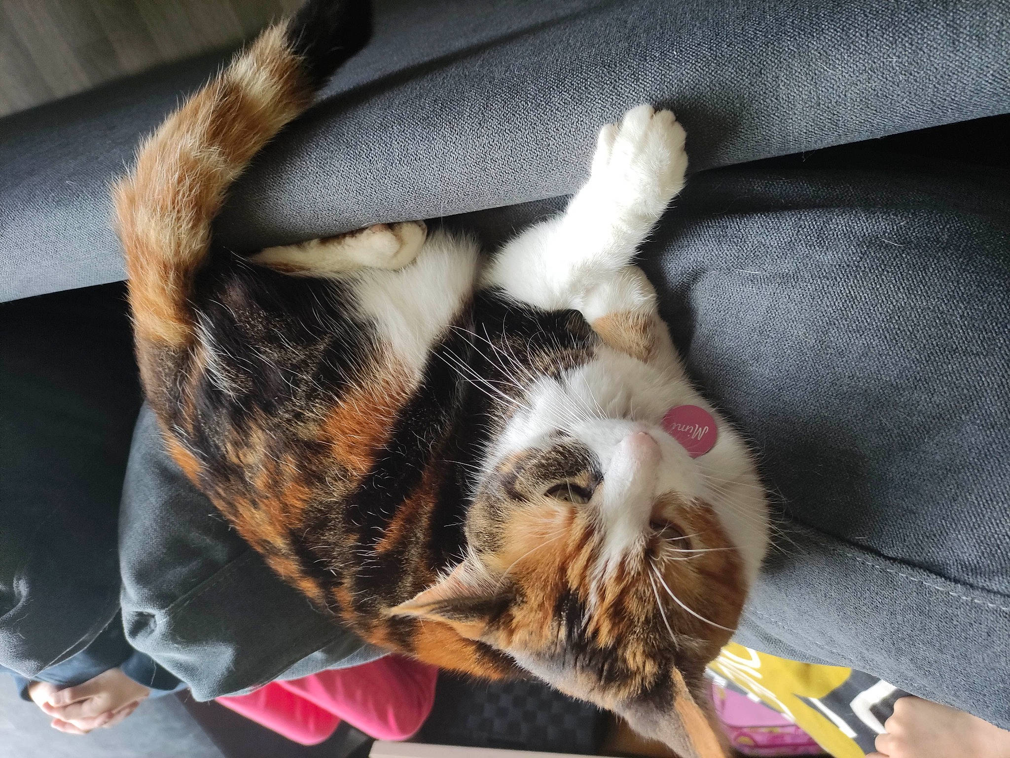 Mimi a rejoint le concours — aidez-le/la à gagner de superbes lots ! bag, basket, carnivore, cat, cat_supply, claw, comfort, companion_dog, domestic_short_haired_cat, fawn, felidae, foot, fur, lap, nap, paw, small_to_medium_sized_cats, snout, tail, whiskers