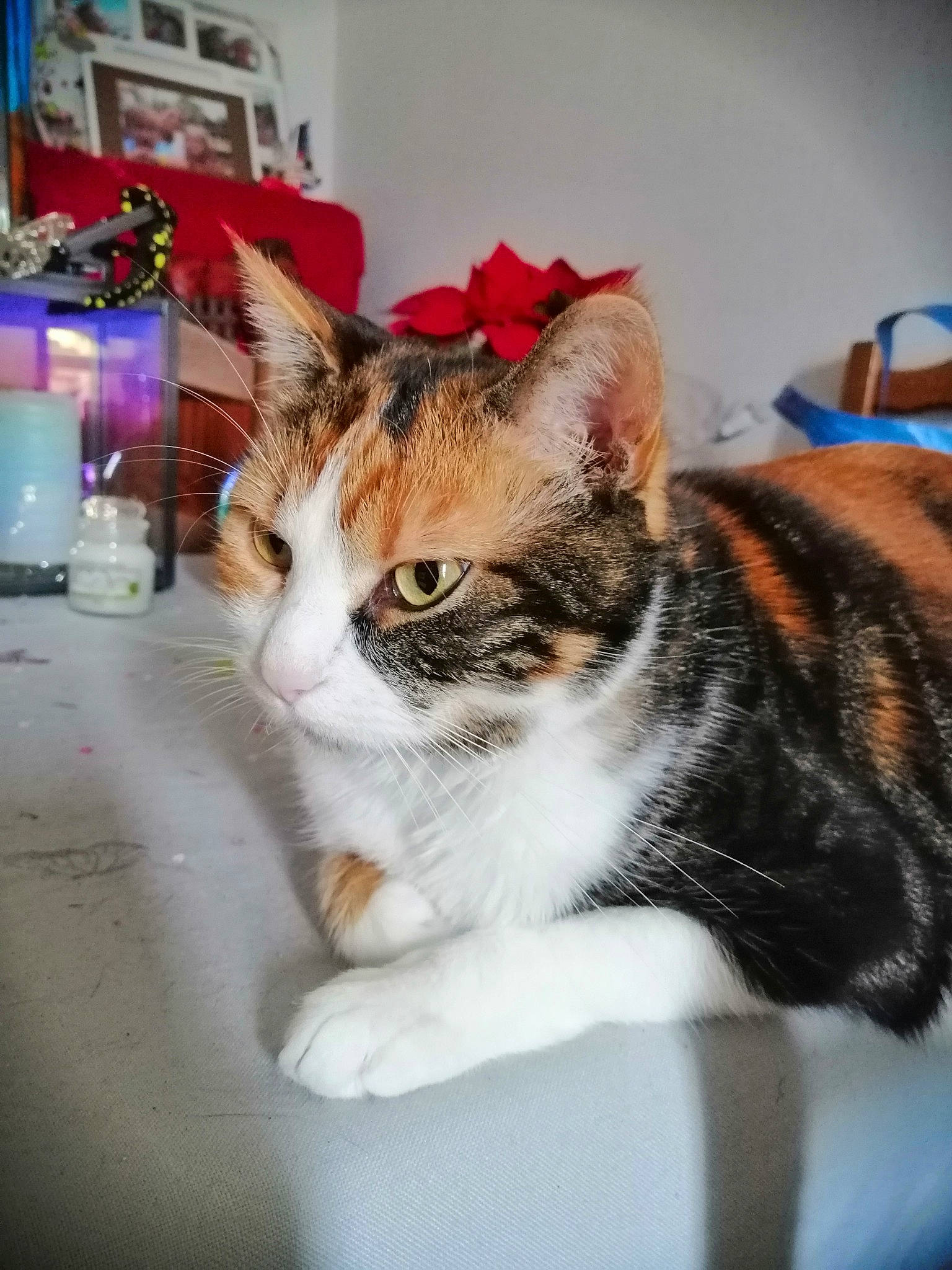 Mimi participe au concours pour gagner de l'argent avec cette photo : aegean_cat, american_shorthair, american_wirehair, asian, carnivore, cat, domestic_short_haired_cat, dragon_li, european_shorthair, felidae, fur, kitten, mammal, paw, small_to_medium_sized_cats, tabby_cat, whiskers