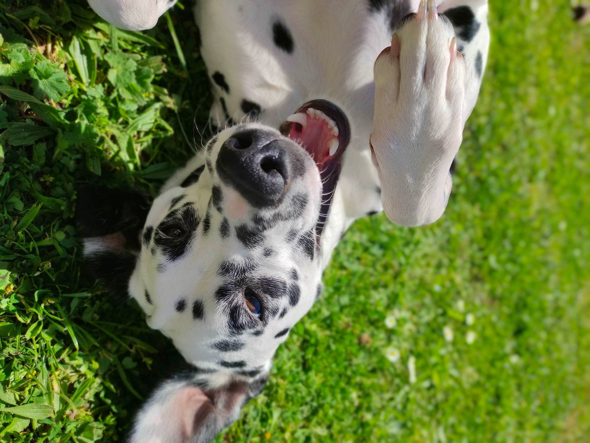 Talya participe au concours pour gagner de l'argent avec cette photo : canidae, carnivore, collar, companion_dog, dalmatian, dog, dog_breed, dog_collar, fawn, grass, groundcover, non_sporting_group, plant, snout, sporting_group, terrestrial_animal, whiskers, working_animal, working_dog