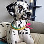 dog, dalmatian, pet, bandana, spotted_coat, bed, indoor, portrait, closeup, attentive, ears, snout, collar, cushion, furniture, whiskers, paws, relaxed, animal, domestic_pet