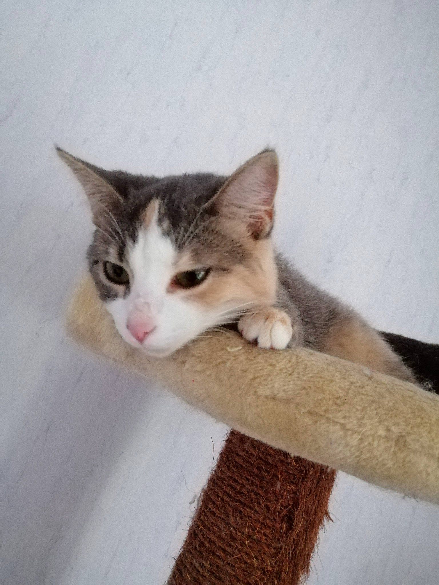 Patoune participe au concours pour gagner de l'argent avec cette photo : aegean_cat, carnivore, cat, domestic_short_haired_cat, european_shorthair, fawn, felidae, kitten, mammal, ojos_azules, polydactyl_cat, small_to_medium_sized_cats, tail, turkish_van, whiskers