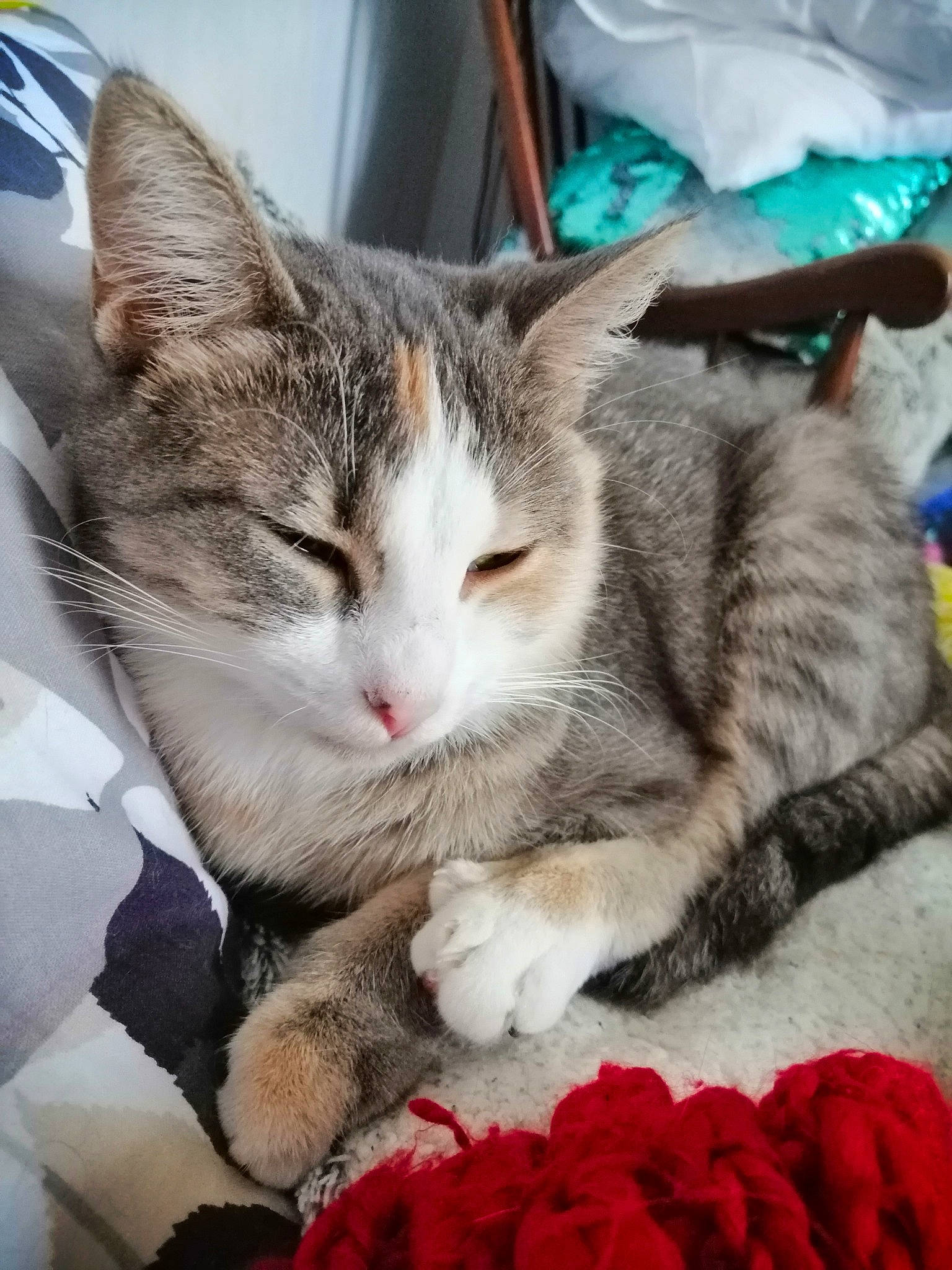 Patoune participe au concours pour gagner de l'argent avec cette photo : aegean_cat, american_shorthair, american_wirehair, asian, australian_mist, carnivore, cat, domestic_short_haired_cat, dragon_li, european_shorthair, felidae, fur, kitten, mammal, nap, pixie_bob, small_to_medium_sized_cats, tabby_cat, whiskers