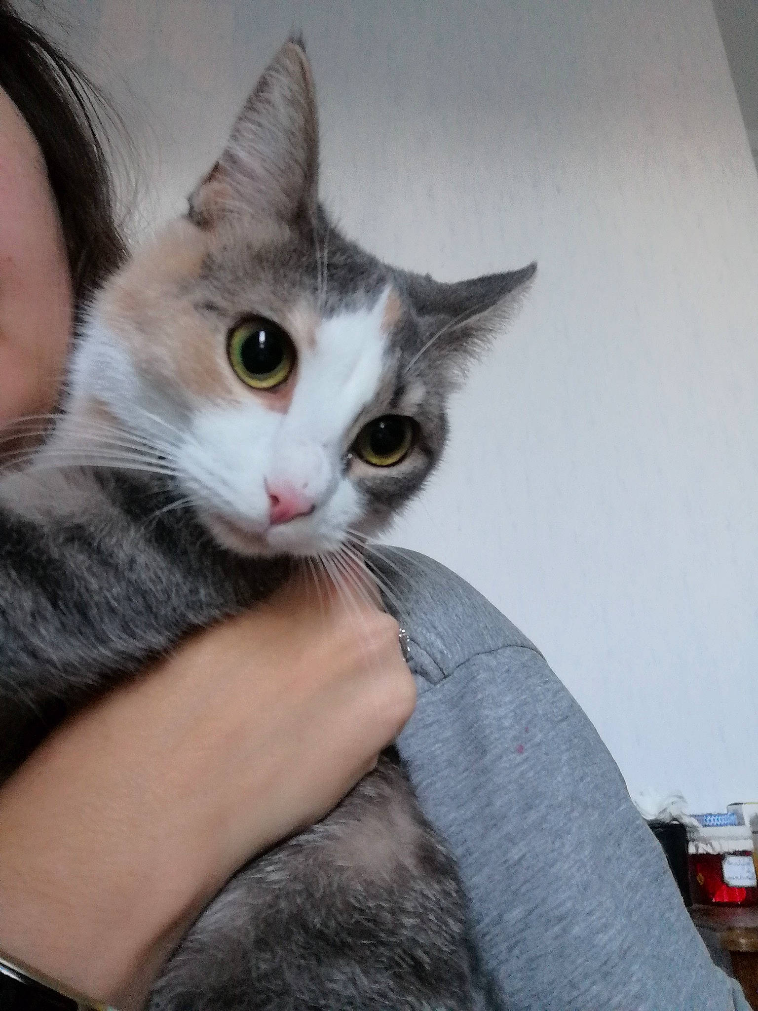 Patoune participe au concours pour gagner de l'argent avec cette photo : aegean_cat, american_wirehair, asian, carnivore, cat, domestic_long_haired_cat, domestic_short_haired_cat, european_shorthair, fawn, felidae, kitten, mammal, norwegian_forest_cat, siberian, small_to_medium_sized_cats, vertebrate, whiskers