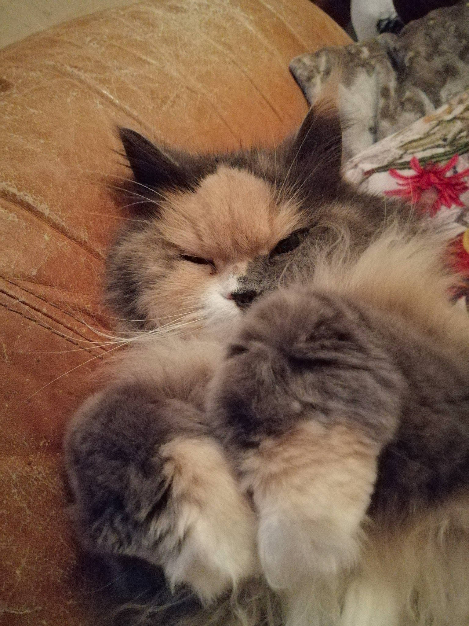 Bonnie a rejoint le concours — aidez-le/la à gagner de superbes lots ! british_longhair, british_semi_longhair, carnivore, cat, domestic_long_haired_cat, fawn, felidae, fur, himalayan, kitten, mammal, nap, norwegian_forest_cat, persian, ragamuffin, ragdoll, small_to_medium_sized_cats, whiskers