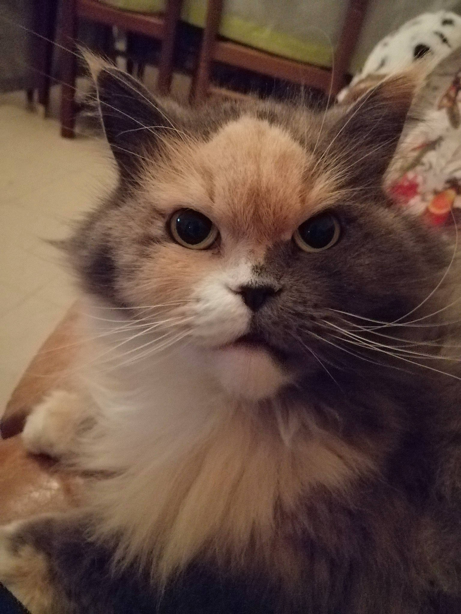 Bonnie a rejoint le concours — aidez-le/la à gagner de superbes lots ! american_curl, asian, asian_semi_longhair, british_semi_longhair, carnivore, cat, domestic_long_haired_cat, eye, fawn, felidae, kitten, mammal, munchkin, napoleon_cat, ragamuffin, ragdoll, small_to_medium_sized_cats, snout, vertebrate, whiskers