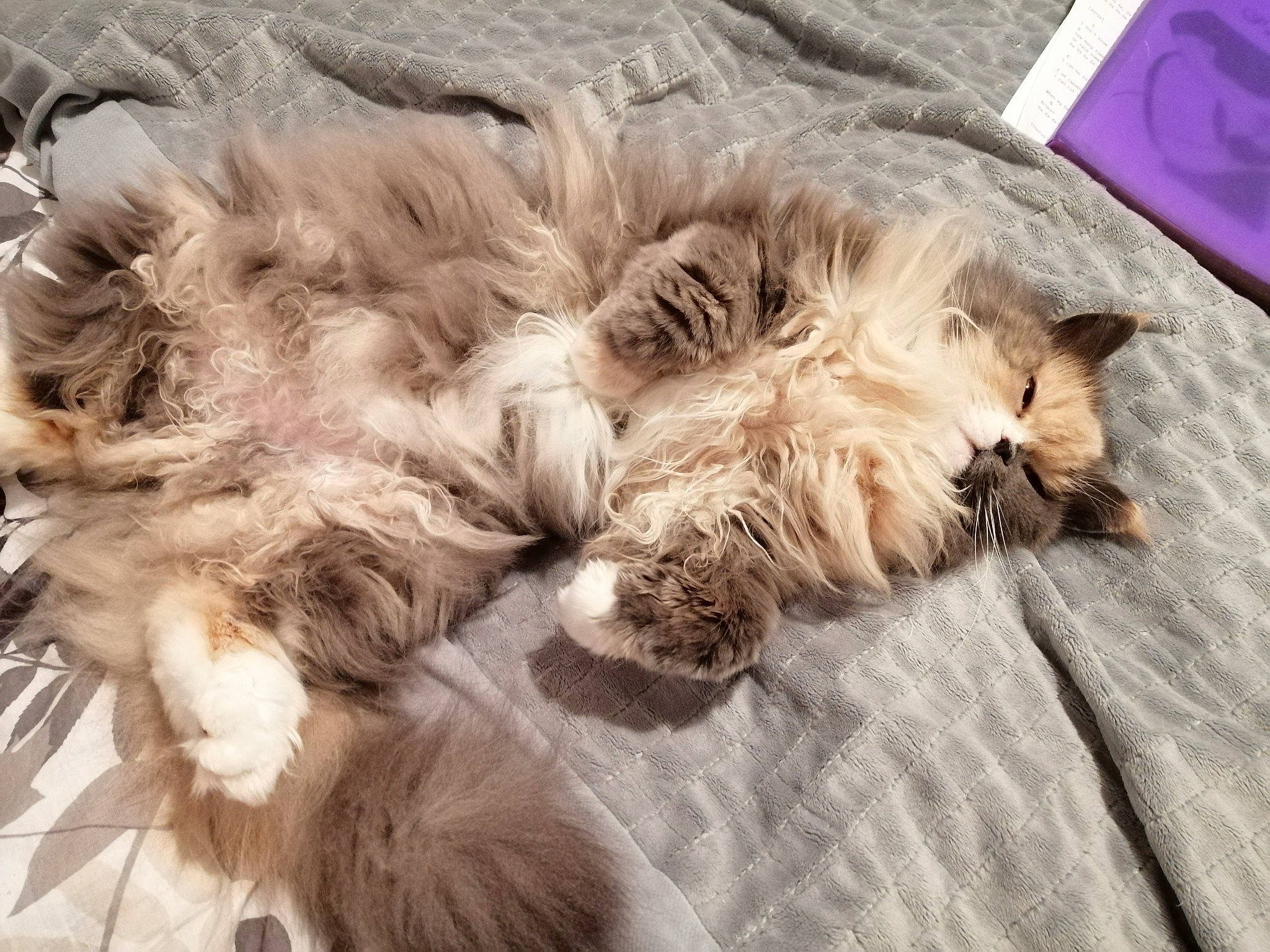 Bonnie a rejoint le concours — aidez-le/la à gagner de superbes lots ! bolonka, canidae, carnivore, cat, dog, dog_breed, felidae, fur, glen_of_imaal_terrier, irish_soft_coated_wheaten_terrier, lhasa_apso, nap, norwegian_forest_cat, puppy, puppy_love, shih_tzu, sleep, small_to_medium_sized_cats, terrier