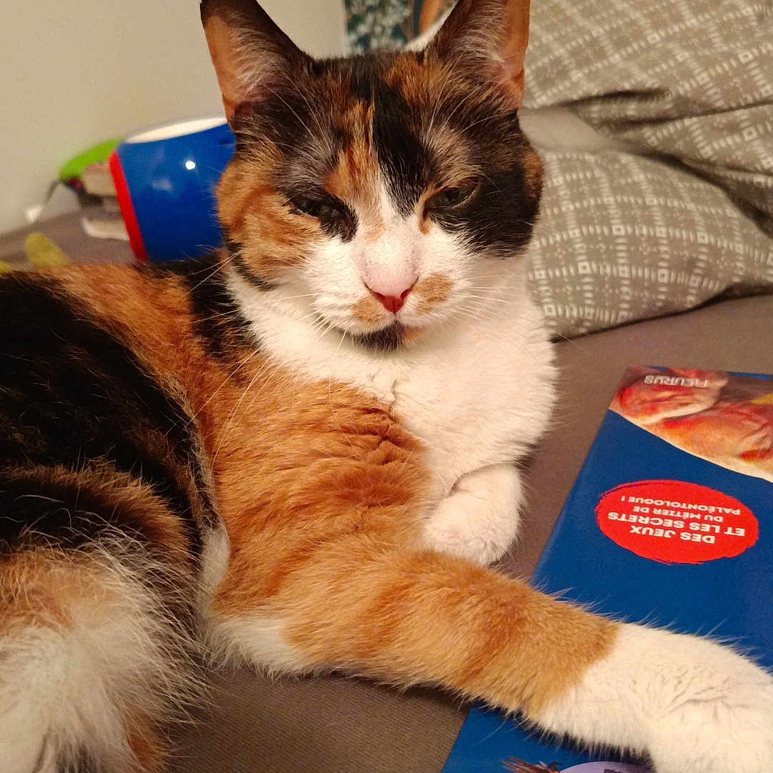 Perle a rejoint le concours — aidez-le/la à gagner de superbes lots ! animal, bed, black, book, calico, cat, closeup, cozy, domestic, feline, fur, indoor, orange, patterned_wallpaper, paw, pet, pillow, relaxed, sleepy, white