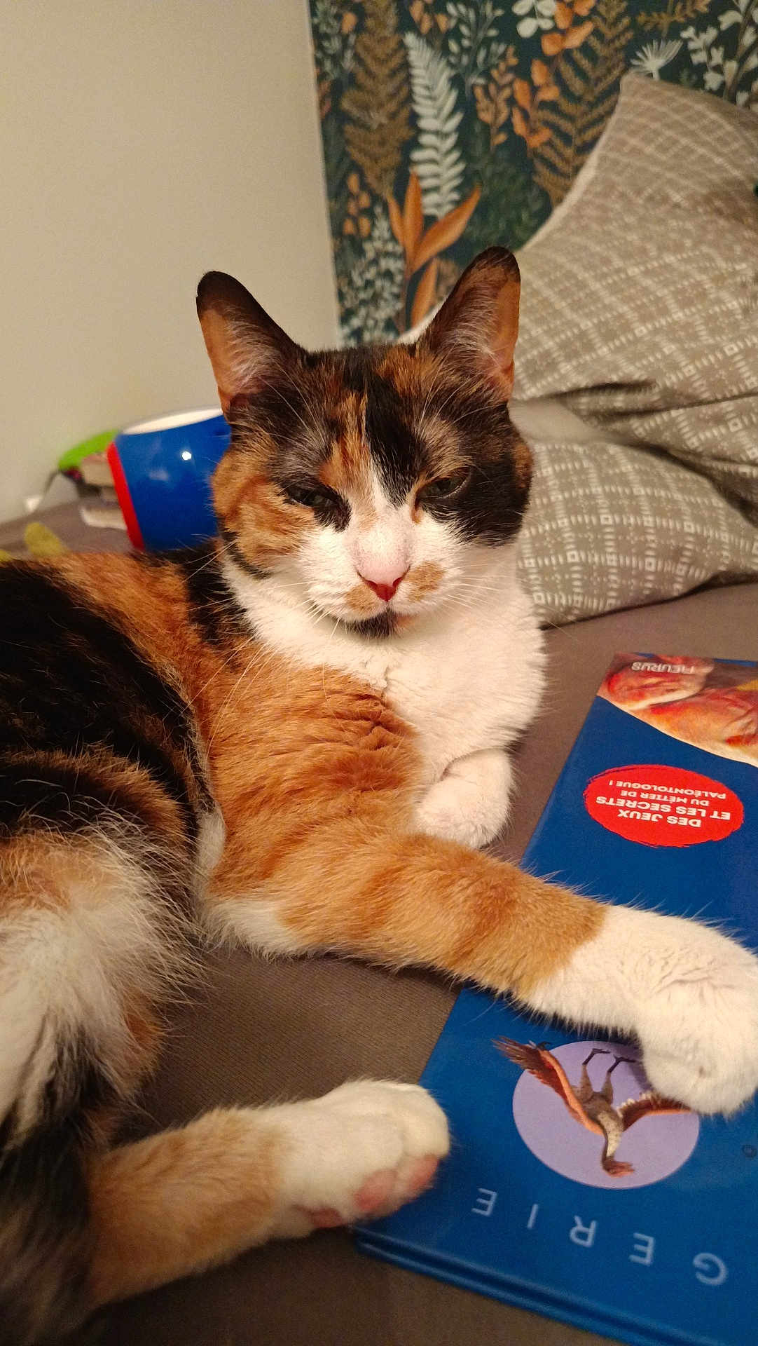 Perle a rejoint le concours — aidez-le/la à gagner de superbes lots ! cat, calico, pet, animal, bed, pillow, book, paw, fur, relaxed, indoor, cozy, sleepy, patterned_wallpaper, feline, closeup, orange, white, black, domestic