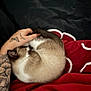 Boo participe au concours pour gagner de l'argent avec cette photo : cat, siamese_cat, tattoo, tattooed_arm, hand, red_blanket, black_background, curled_up, resting, petting, fur, animal, cozy, relaxation, companion, indoor, soft, sleeping, comfort, warm